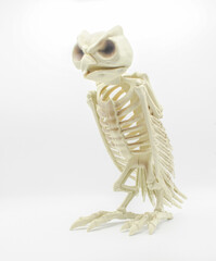 skeleton owl sitting or perched isolated on white background Halloween spooky scary decor