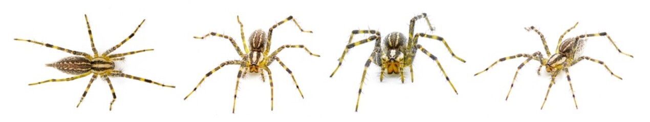 American grass spider - a genus of funnel weaver arachnid in the Agelenopsis sp genus. They...