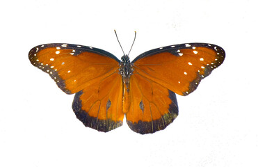 Adult queen butterfly - Danaus gilippus - orange, black stripes and white dots or spots. Top dorsal...