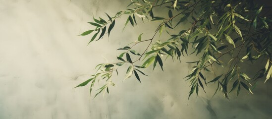 Nature inspired abstract concept with tree shadows on an olive green wall texture Suitable for text overlays or mockup posters