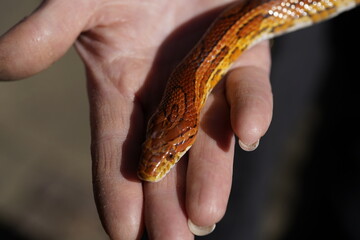 The corn snake (Pantherophis guttatus), sometimes called red rat snake, is a species of North...