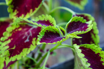 Colorful leaf of a small plant