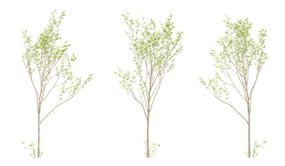 Obraz premium Set of 3d tree green birch on transparent background, landscape design.