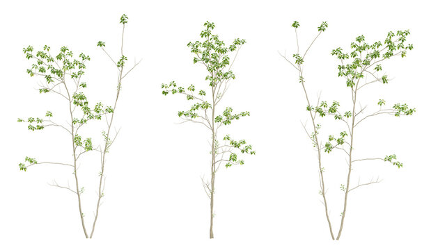 Set of 3d tree green birch on transparent background, landscape design.