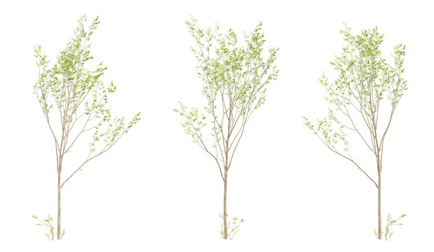 Set of 3d tree green birch on transparent background, landscape design.