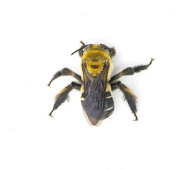 black legged longhorn bee - Svastra atripes - is a species of long horned bee in the family Apidae. Female have shorter antennae than the male. isolated on white background top dorsal view