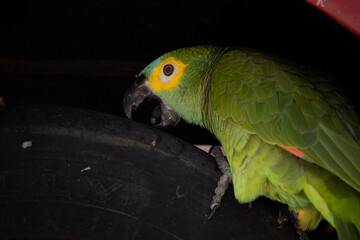 Papagaio verdadeiro aprontando. The true parrot is a psittaciform bird in the Psittacidae family.