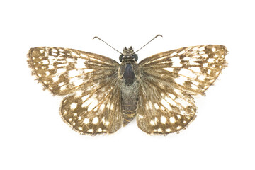 common white checkered skipper butterfly - Burnsius albezens - formerly known as Burnsius albescens...