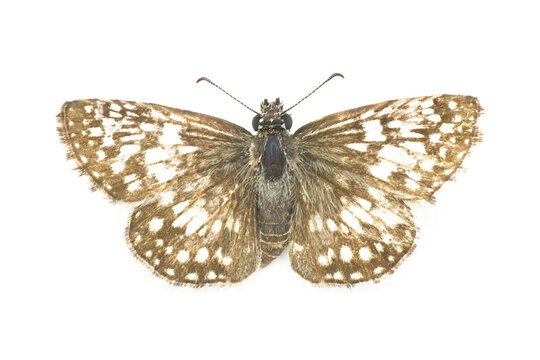 common white checkered skipper butterfly - Burnsius albezens - formerly known as Burnsius albescens and Pyrgus albescens isolated on white background common in peninsular Florida top dorsal view