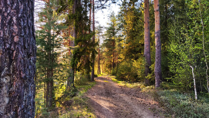 Clay dry dirt road in a pine forest on a sunny autumn, spring, or summer day. Natural landscape in good weather with the evening sun