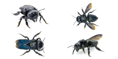 Crédence de cuisine en verre imprimé Abeille carpenter mimic leafcutter bee - Megachile xylocopoides - named for its superficial similarity to the carpenter bee genus Xylocopa. black blue iridescence isolated on white background four views