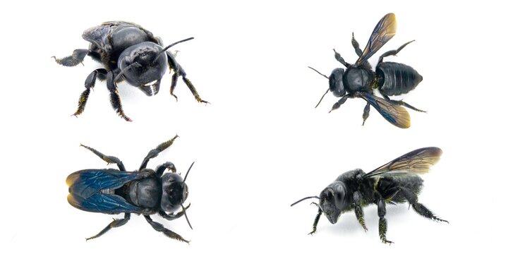 carpenter mimic leafcutter bee - Megachile xylocopoides - named for its superficial similarity to the carpenter bee genus Xylocopa. black blue iridescence isolated on white background four views