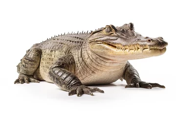 Wandaufkleber Crocodile isolated on white background © Damnino