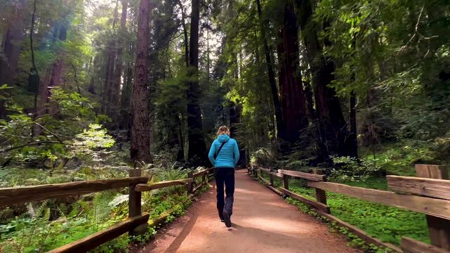 POV Muir woods female walking Sequoia Redwood trees 