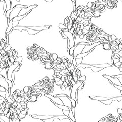 Flowers and branches Matthiola incana. Seamless pattern. Line painting medicinal, perfumery and cosmetic plants. Wallpaper. Use printed materials, signs, posters, postcards.