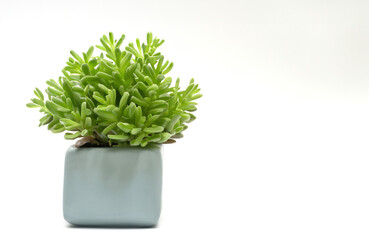 Botanical Beauty: Tiny Potted Plant Thrives in a Tree Pot, Showcased Against a Pure White Background