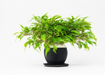 Botanical Beauty: Tiny Potted Plant Thrives in a Tree Pot, Showcased Against a Pure White Background