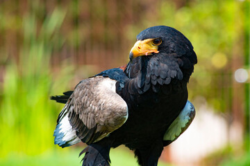 oiseau