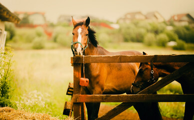 The photograph captures two chestnut horses grazing in a corral on a farm on a sunny summer day. The agriculture, horse care, and rural life, evoking themes of animal husbandry and country living.