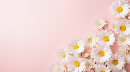 White daisy chamomile flowers background.