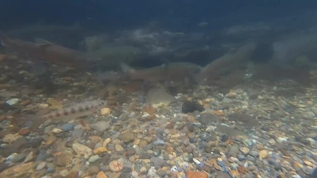 Underwater photography of Hokkaido Doto Yamame trout