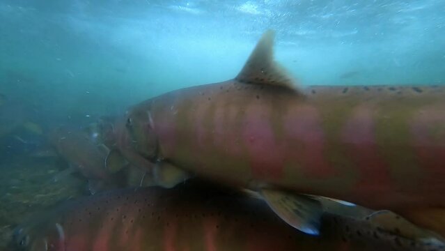 Underwater photography of eastern cherry salmon, Hokkaido