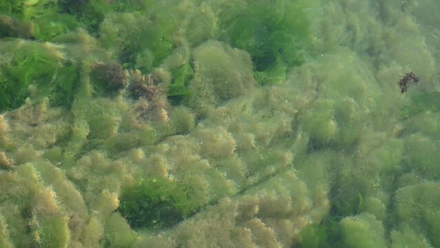 Seaweed Marmara Sea surface algae Turkey