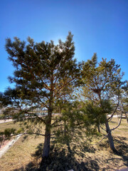 sun rays through pine branches