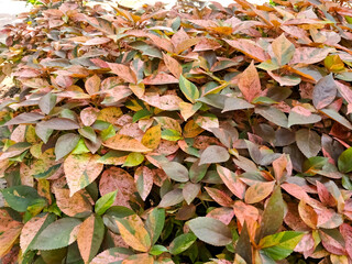 Acalypha wilkesiana, common names copperleaf, Jacob's coat and Flamengueira