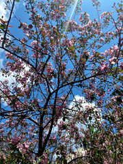 apple blossom in May