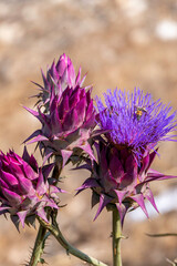 Blooming wild artichoke plant in the nature