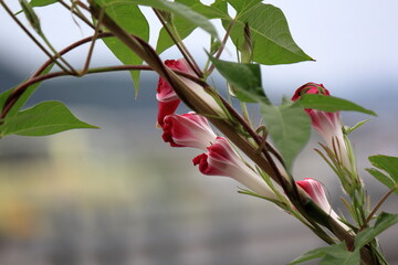 アサガオの花、昼になりしぼんでいます