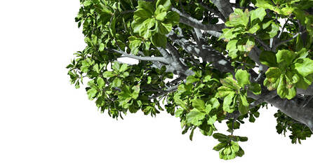 Realistic tropics tree branches foliage on transparent backgrounds 3d rendering png