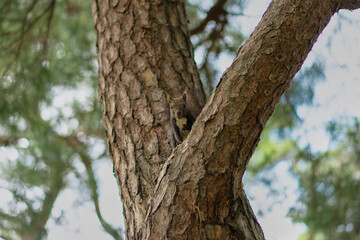 A cute chipmunk sitting on a pine tree