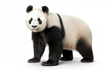 Foto op Canvas Giant Panda isolated on white background © Damnino