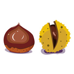 Chataigne, marron. Illustration vectorielle. Fruit de saison