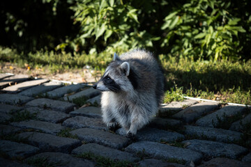 Portrait of a raccoon searching for food