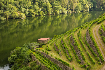 Green terraced vineyards in the wooded valley of a beautiful river with reflections. Ribeira Sacra....