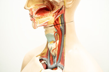 The throat, pharynx and larynx model anatomy for medical training course, teaching medicine education. - obrazy, fototapety, plakaty