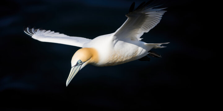 oiseau de mer en plein vol, Fou de Bassan
