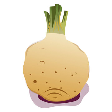 celeriac root vegetable isolated white background clip art preview