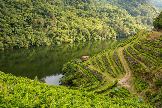 Green vineyards cultivated on terraces in the forest valley of a beautiful river. Ribeira Sacra. Mi&ntilde;o river ca&ntilde;&oacute;n. A Cova