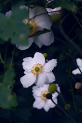 Japanese anemones flowers  in the garden 