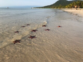 very beautiful red starfish lie on the white sand. coast. Vietnam.