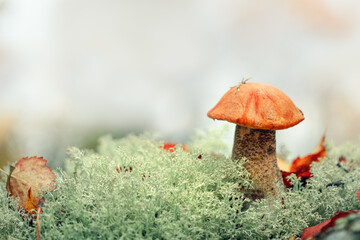 Aspen mushroom in reindeer moss close-up. Orange-cap boletus. Forest edible mushroom.