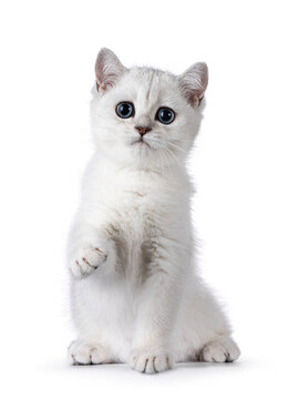 Adorable silver shaded British Shorthair cat kitten, sitting up facing front with one paw in air like shaking hands and saying hello. Looking towards camera. Isolated on a white background.