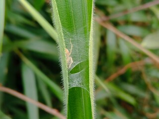 Araña de pasto