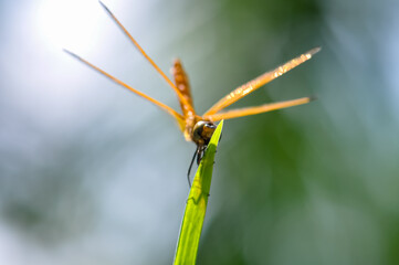 A yellow dragonfly sits on a green branch. Macro