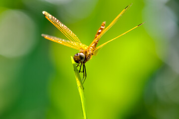 A yellow dragonfly sits on a green branch. Macro
