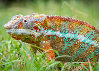 green lizard on a branch